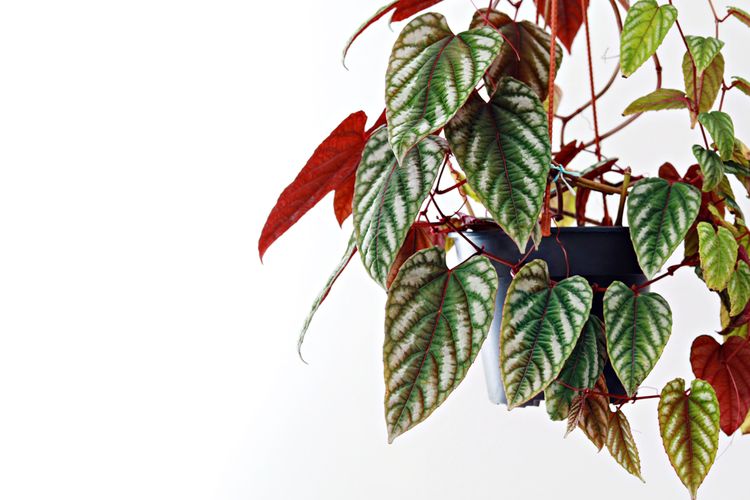 Rex begonia vine