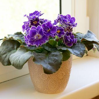 Ilustrasi tanaman hias African violet.