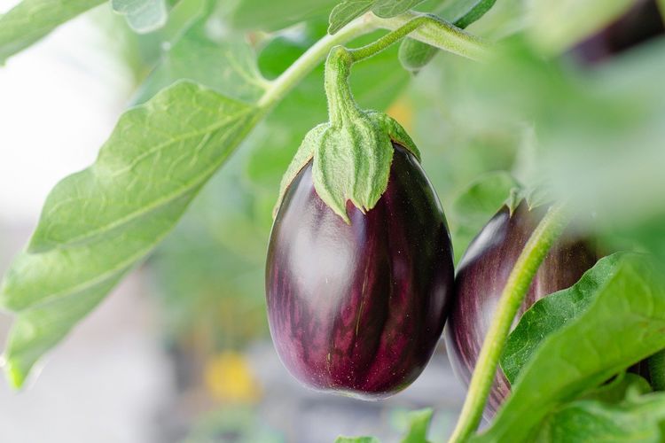 Tanaman terong ungu
