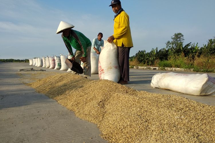 Sekelompok petani sedang memasukkan gabah kering ke dalam kantung di BKT, Jakarta Timur, Rabu (14/3/2018)