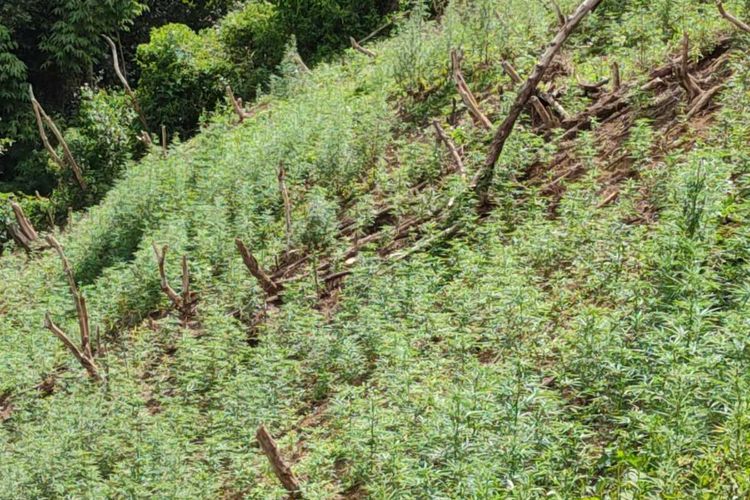 Ladang ganja yang ditemukan di Tor Sipira Manuk, Desa Pardomuan Huta Tua, Panyabungan Timur, Mandailing Natal, Senin (7/12/2020). Tanaman ganja tersebut sedikitnya berjumlah 17.500 batang yang ditanam di lahan seluas 5 hektare.