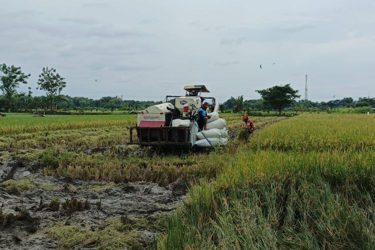 Kata Nusron, Sawah di Banten Semakin Habis Buat Perumahan dan Industri
