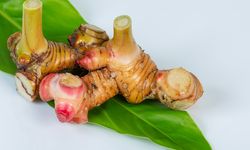 Cara Menanam Lengkuas di Pot dari Pemilihan Bibit sampai Panen 