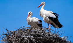 Menyelamatkan Burung Laut, Menyelamatkan Lautan