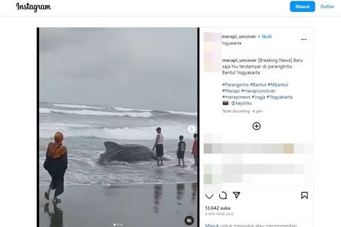 Hiu Paus Tutul Berukuran 5 Meter Terdampar di Pantai Parangtritis, SAR: Ditemukan dalam Keadaan Mati