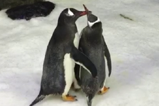 Kali Pertama, Penguin Sesama Jenis di Australia DIberi Telur Adopsi