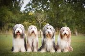 Mengenal 5 Tipe Bulu Anjing dan Cara Merawatnya