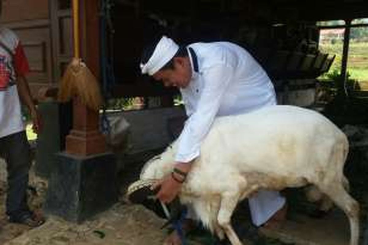 Dedi Mulyadi menunjukkan domba peliharaannya di areal sawah miliknya di kawasan pertanian Kabupaten Purwakarta, Selasa (20/9/2016).