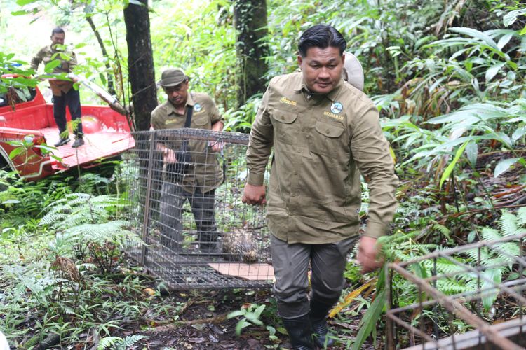 Petugas Balai KSDA Bali melepasliarkan Landak Jawa di kawasan Hutan Konservasi Taman Wisata Alam Danau Buyan-Danau Tamblingan, Kabupaten Buleleng, Provinsi Bali.