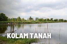 Kolam Tanah: Pengertian, Kelebihan dan Kekurangannya 