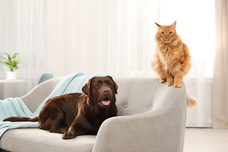 Ilustrasi anjing dan kucing di sofa. 