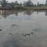 Kapal Pengangkut 100 Ton Oli Tenggelam, Sungai Alalak di Barito Kuala Kalsel Tercemar Oli