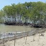 Tak Hanya Tekan Abrasi, Mangrove juga Turut Dorong Perputaran Ekonomi Masyarakat