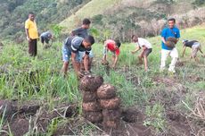 Porang yang Menghidupi Petani di Manggarai Timur