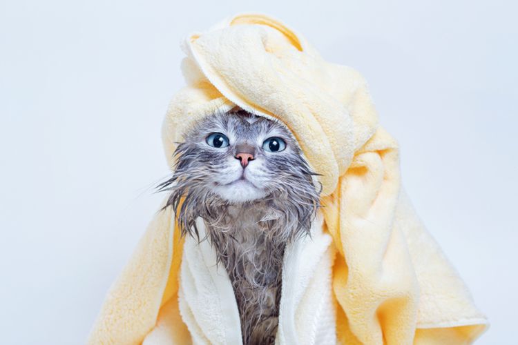 Ilustrasi kucing mandi