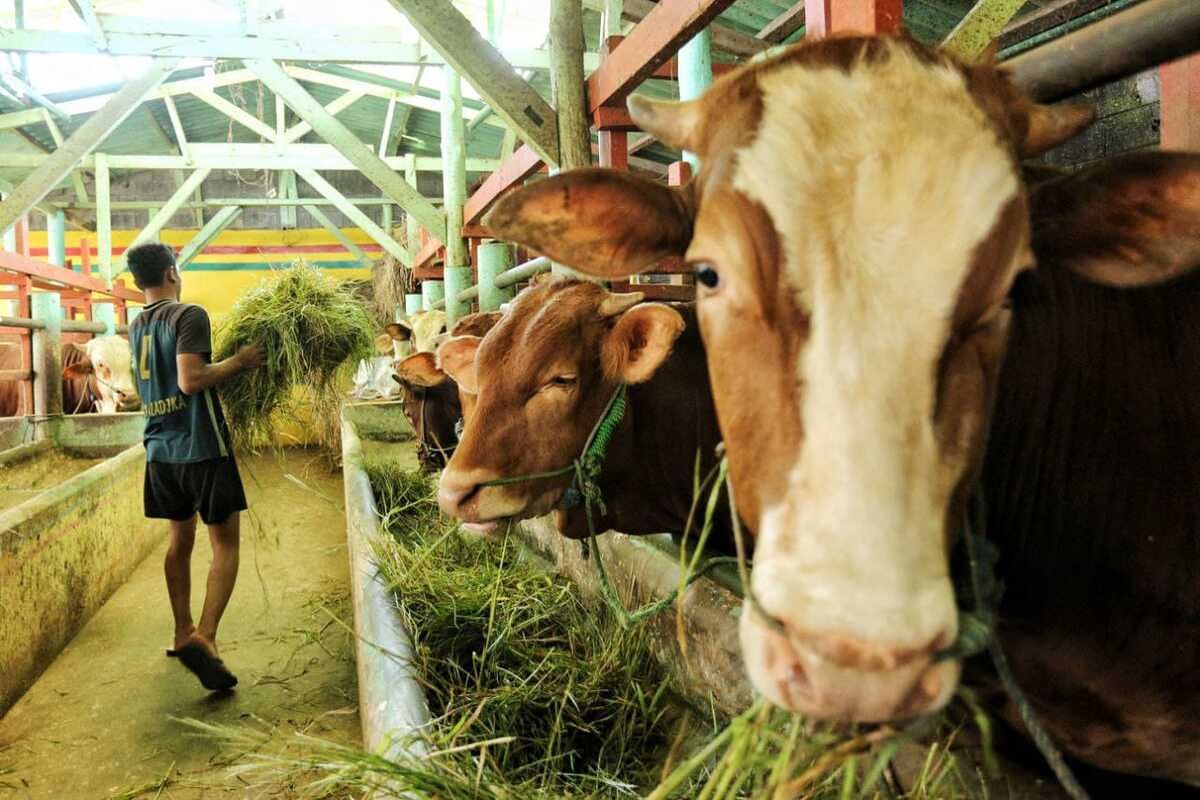 Sebanyak 127 ekor sapi di empat Kecamatan Kabupaten Bandung terkonfirmasi terjangkit PMK