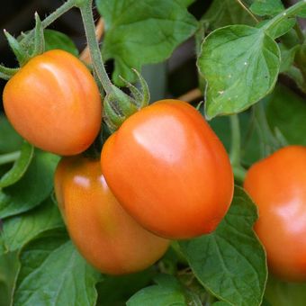 Ilustrasi tomat, menanam tomat, tanaman tomat. 