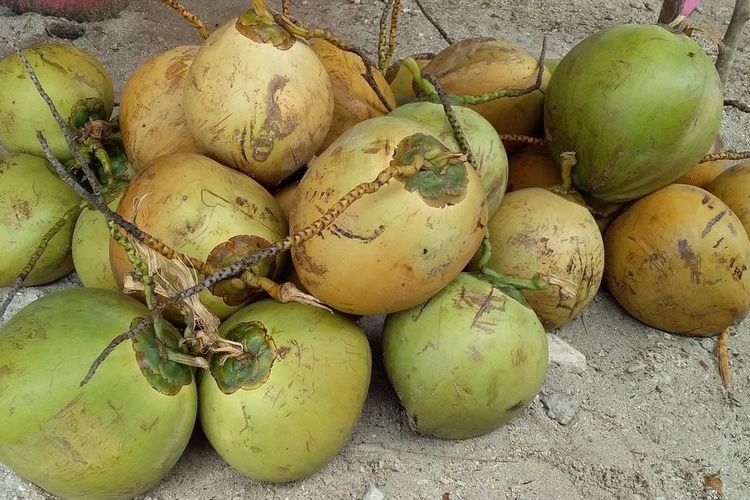 Harga Kelapa Anjlok Pukul Pendapatan Petani Pangandaran: Kini Rp 1.700, Dulu Rp 4.000-Rp 6.000 Per Butir