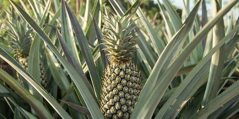 Budidaya Tanaman Nanas yang Benar supaya Panennya Melimpah