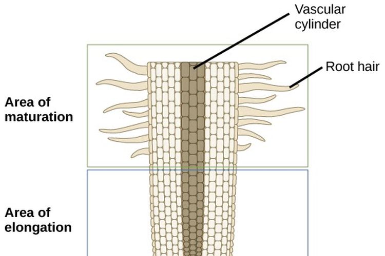Rambut Akar Tumbuhan: Pengertian Dan Fungsinya