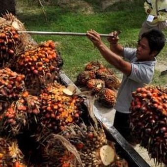 Ilustrasi kelapa sawit. Sebuah pembangkit listrik biomassa di Jepang ternyata beroperasi menggunakan cangkang sawit asal Indonesia.