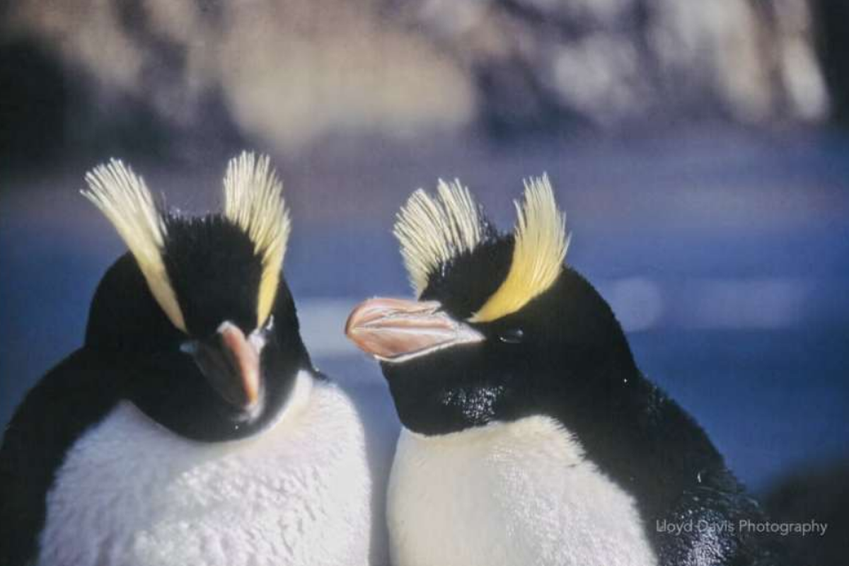 Penguin jambul tegak. Peneliti temukan perilaku aneh penguin yang terancam punah ini, yakni memilih tinggalkan dan tolak erami telur pertama.