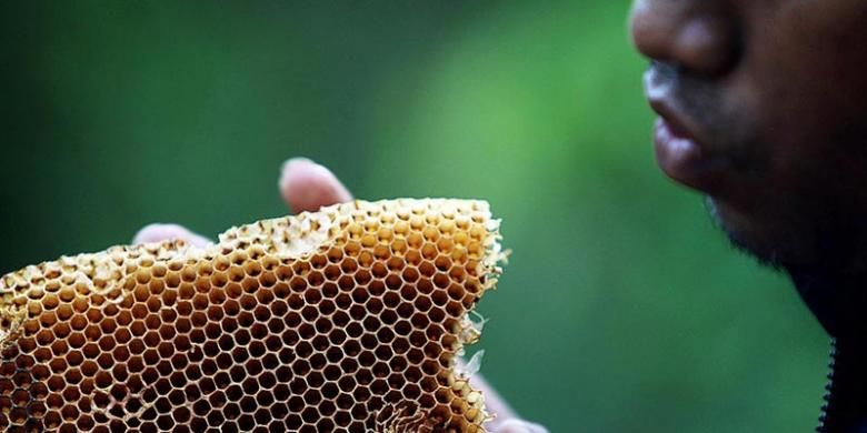 Sarang lebah hasil tangkapan petani lebah hutan di Flores, NTT.
