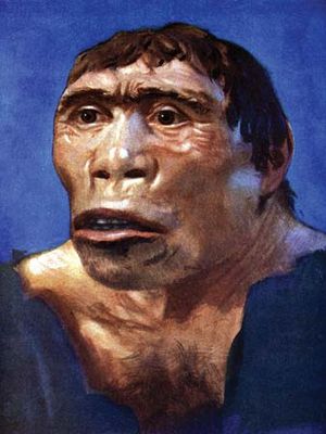 Rekonstruksi artistik manusia purba Homo erectus atau Java man
