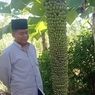Pohon Pisang Unik di Sampang, Berbuah Ribuan dan Panjangnya Hampir Menyentuh Tanah