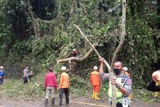 Pohon Tumbang di Cadas Pangeran Sumedang, Arus Lalu Lintas Bandung-Cirebon Macet