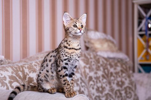 5 Fakta Unik Kucing Savannah, Mirip Macan Tutul dan Tidak Takut Air