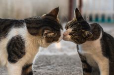 Mengapa Kucing Menempelkan Hidung Satu Sama Lain Ketika Bertemu?
