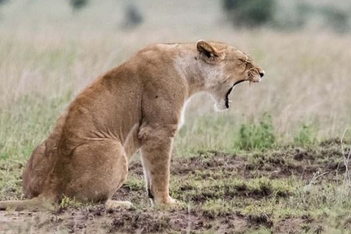 Fotografer George Hart mengabadikan momen unik saat seekor singa betina terlihat memarahi seekor singa jantan.