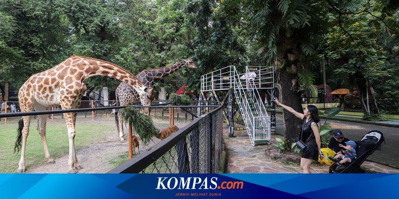Libur Lebaran 2025: Kebun Binatang Surabaya Sajikan Hiburan Edukatif untuk Keluarga