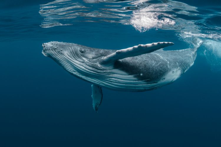 Ilustrasi paus bungkuk berenang di permukaan laut. Paus bungkuk jantan bernama Frodo memecahkan rekor dengan mengarungi separuh dunia.
