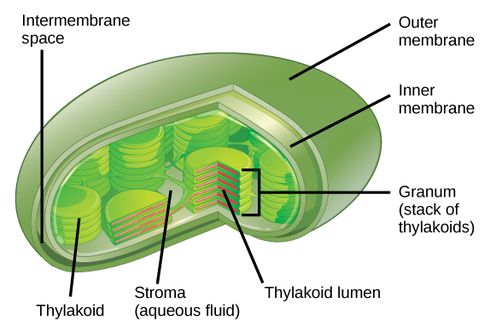 Apa itu Stroma pada Tumbuhan?