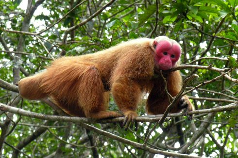 7 Hewan Endemik Hutan Amazon, Salah Satunya Pernah Dikira Punah