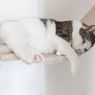3 Tanda Kucing Peliharaan Sedang Stres, Apa Saja?