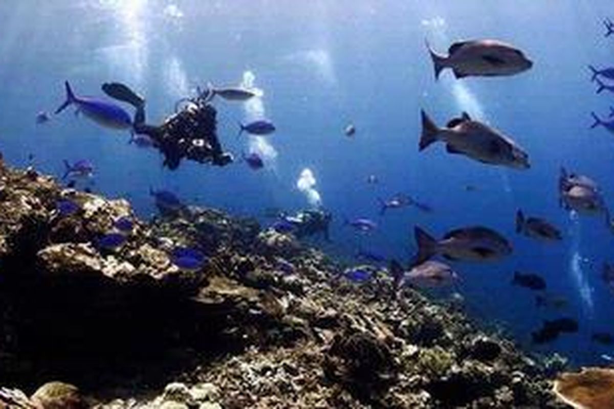 Panorama bawah laut Raja Ampat yang terkenal indah.