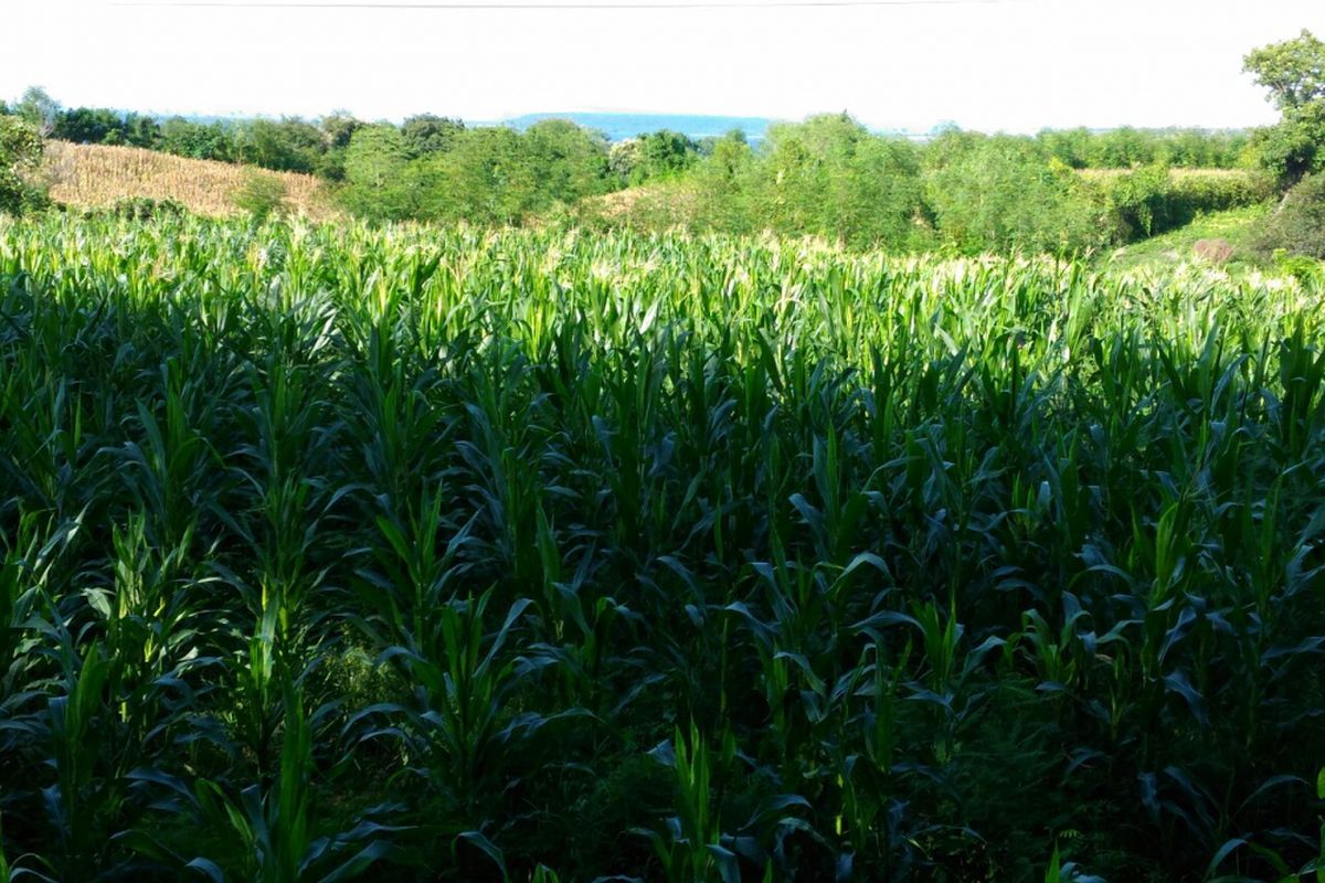 Kebun Jagung di Sumbawa, Nusa tenggara Barat