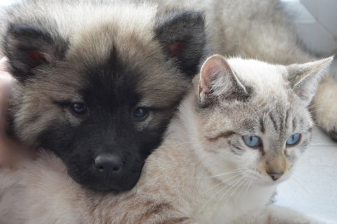 Mengapa Kucing dan Anjing Bermusuhan?