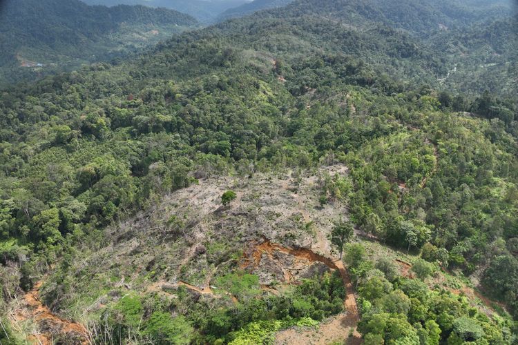 Walhi Ungkap 25 Titik Illegal Logging di Kawasan Konservasi Sumbar Usai Banjir Bandang