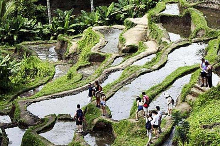 Turis menikmati wisata alam Ceking di kawasan Ubud, Gianyar, yang terkenal dengan pemandangan sawah bertingkat (terasering), Minggu (7/8/2016).
 