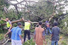 Hujan Disertai Angin Kencang Terjang Sorong, Sejumlah Pohon Tumbang Timpa 3 Mobil dan 1 Motor