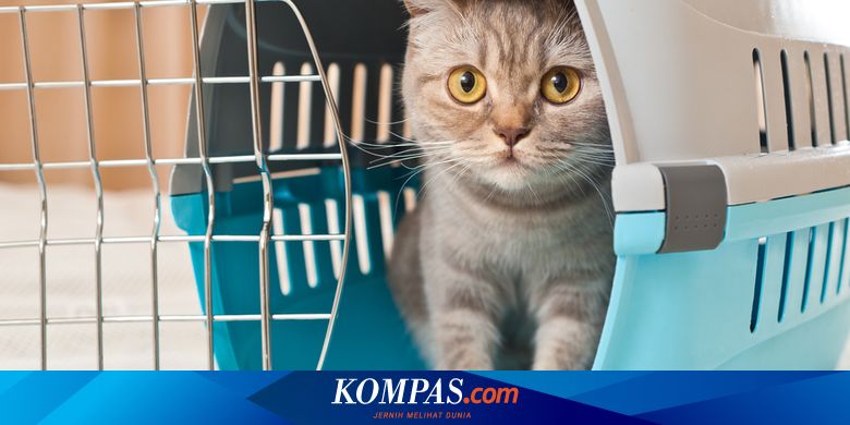 Alasan kenapa kucing takut mentimun