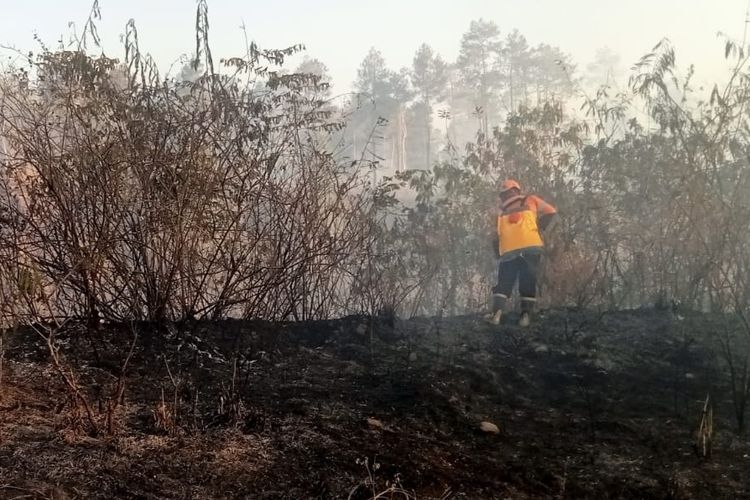 Hutan Gunung Merapi Terbakar, Balai TNGM Sebut Lokasi di Area Tambang Pasir Ilegal