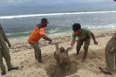 Penyu Seberat 30 Kilogram Ditemukan Mati di Pantai Sepanjang