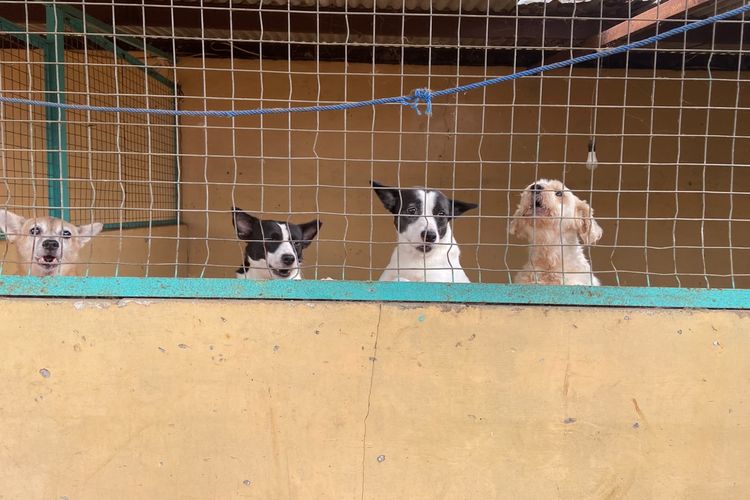 Kisah Ananta dan Rumah bagi Anjing Jalanan: Antara Luka Kekerasan dan Derita Shelter Sepi Donatur
