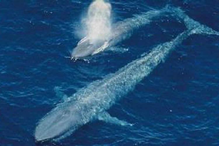 Paus biru, hewan terbesar sejagad.