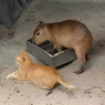 Di Kebun Binatang Ini, Ada Kucing Oyen di Kandang Kapibara